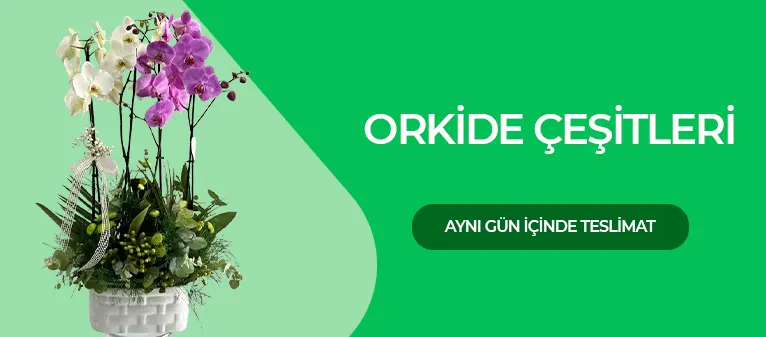 Orkide Siparişi